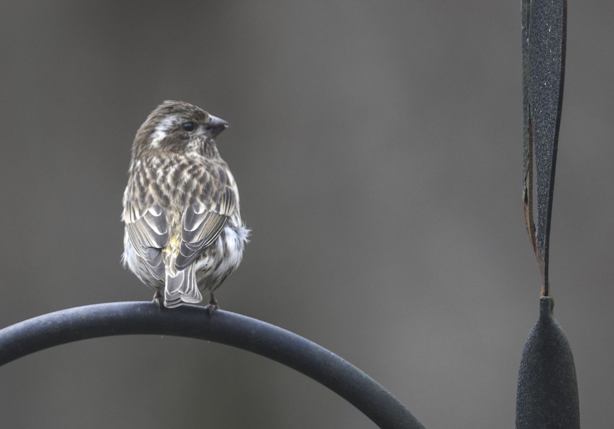 Purple Finch - ML645328503