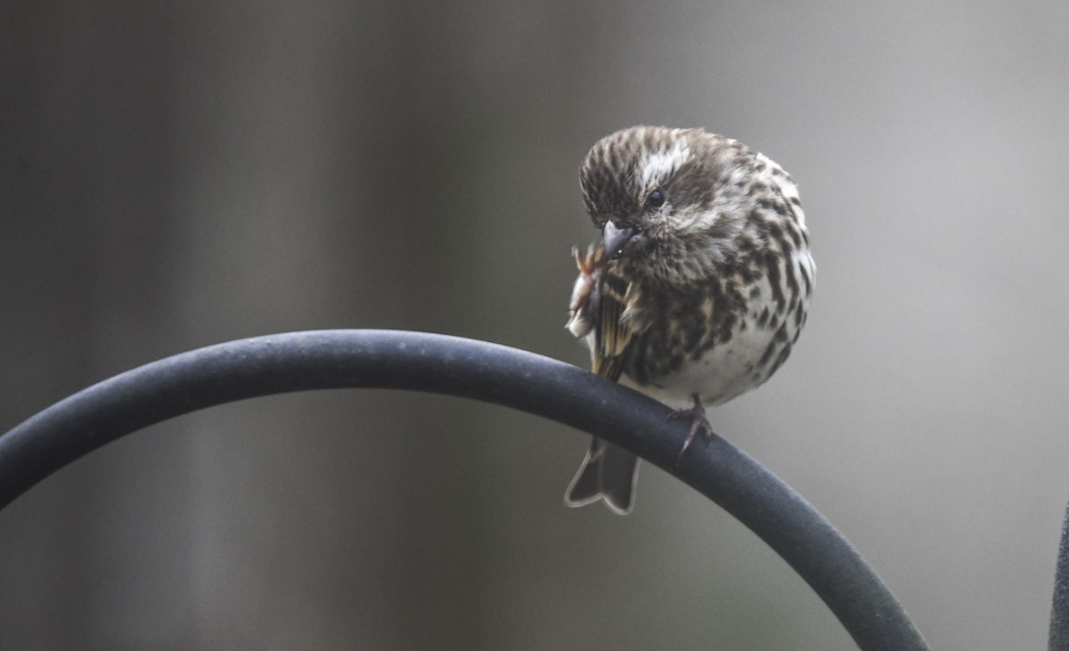 Purple Finch - ML645328504
