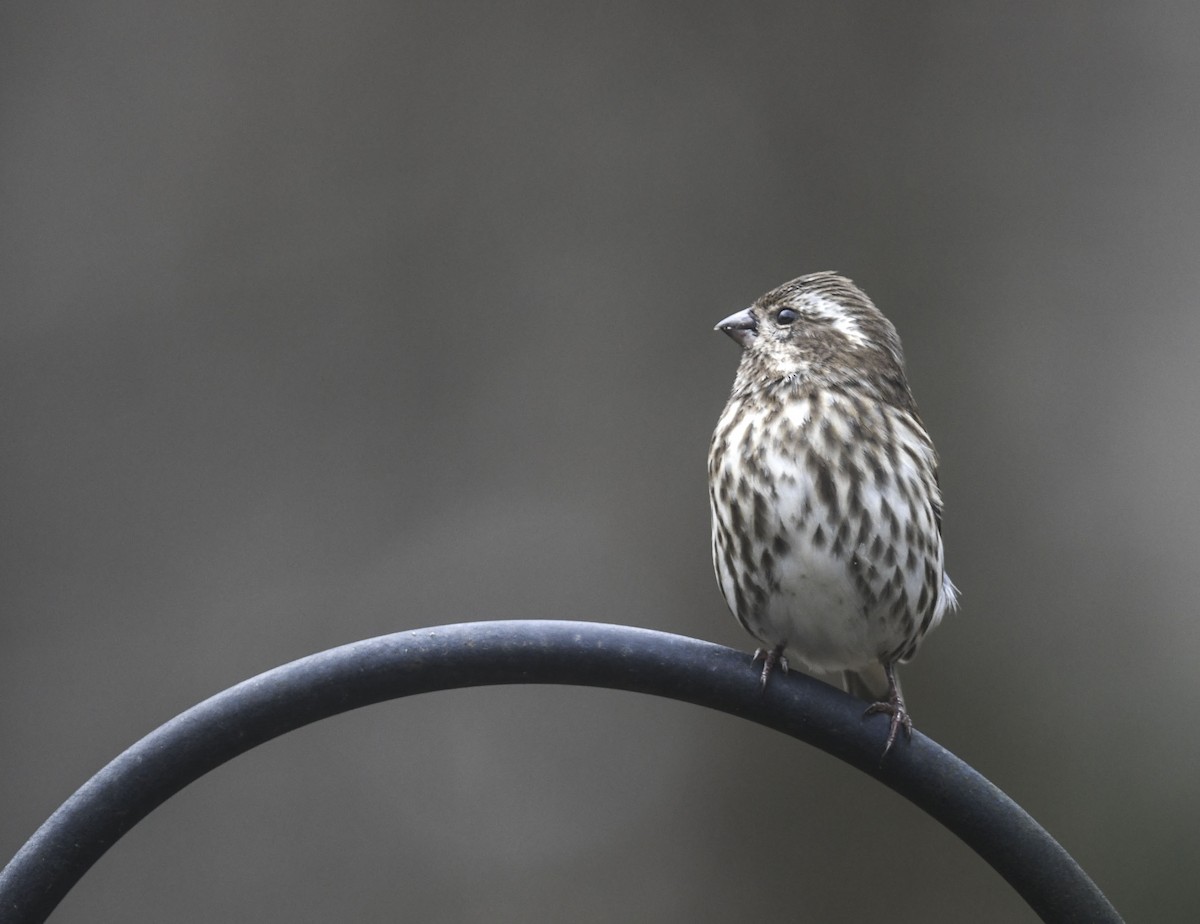 Purple Finch - ML645328505