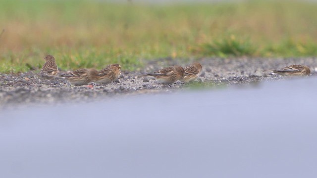 Twite - ML645328506