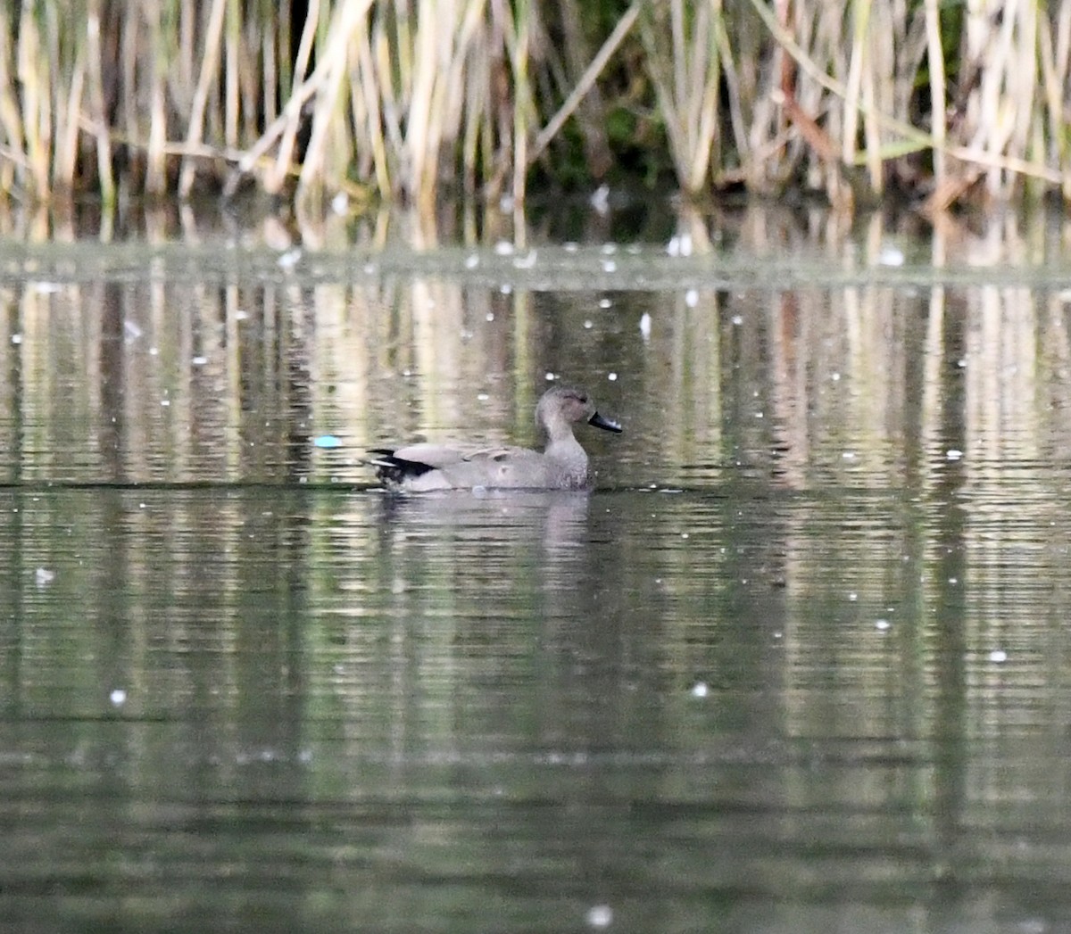 kopřivka obecná (ssp. strepera) - ML645328516