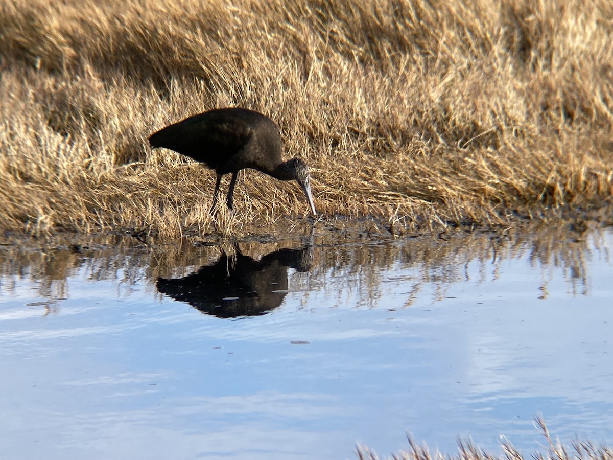 White-faced Ibis - ML645328536