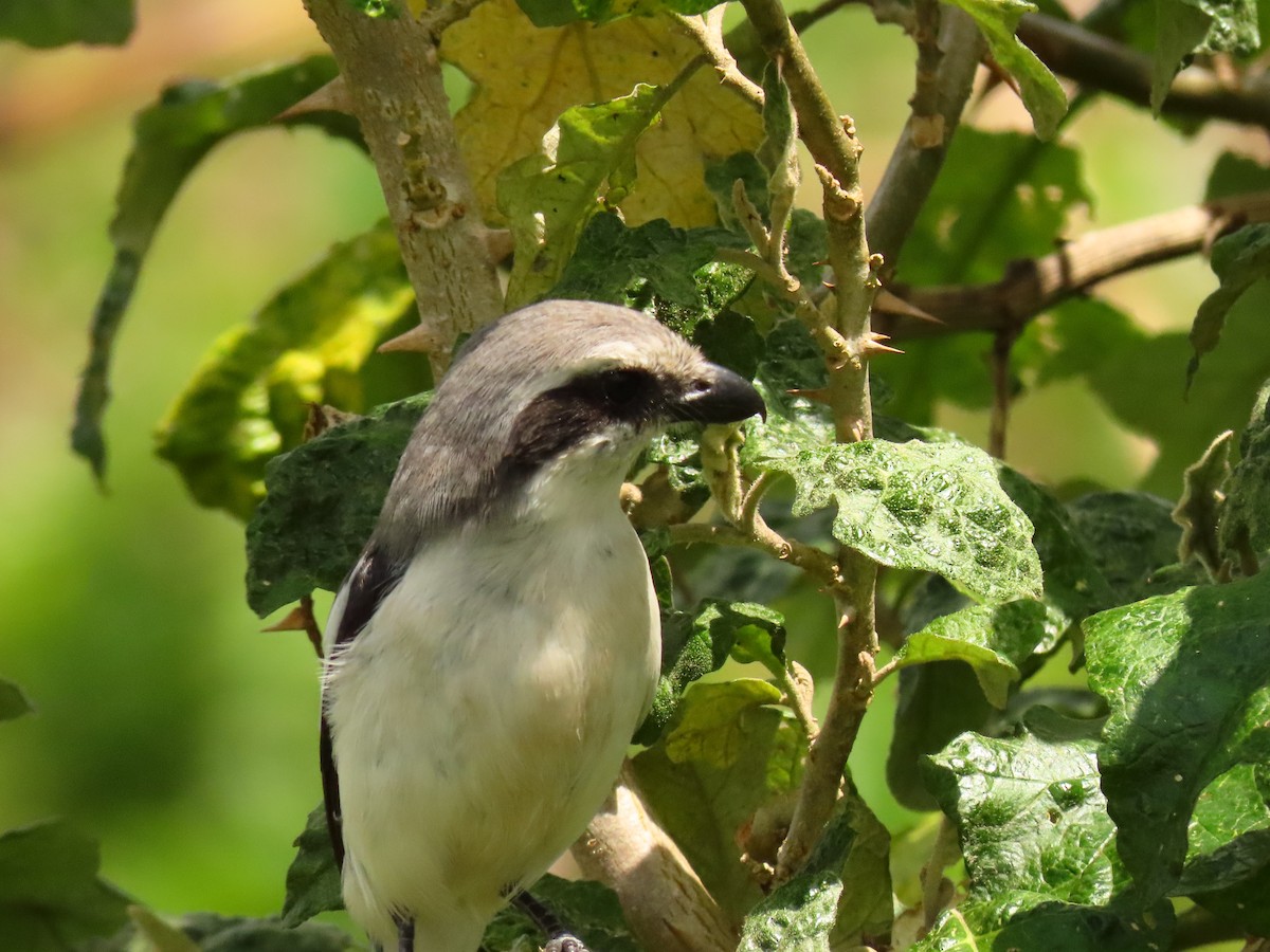 Alcaudón de Mackinnon - ML645328553