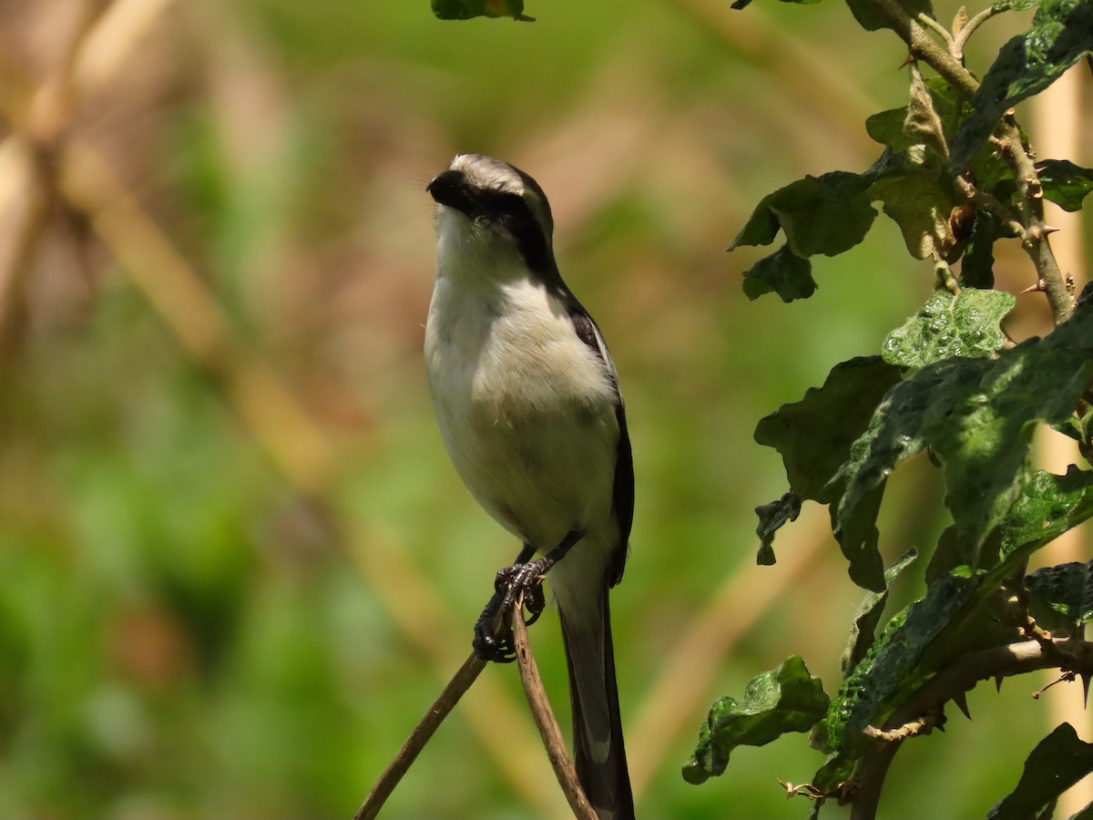 Alcaudón de Mackinnon - ML645328554