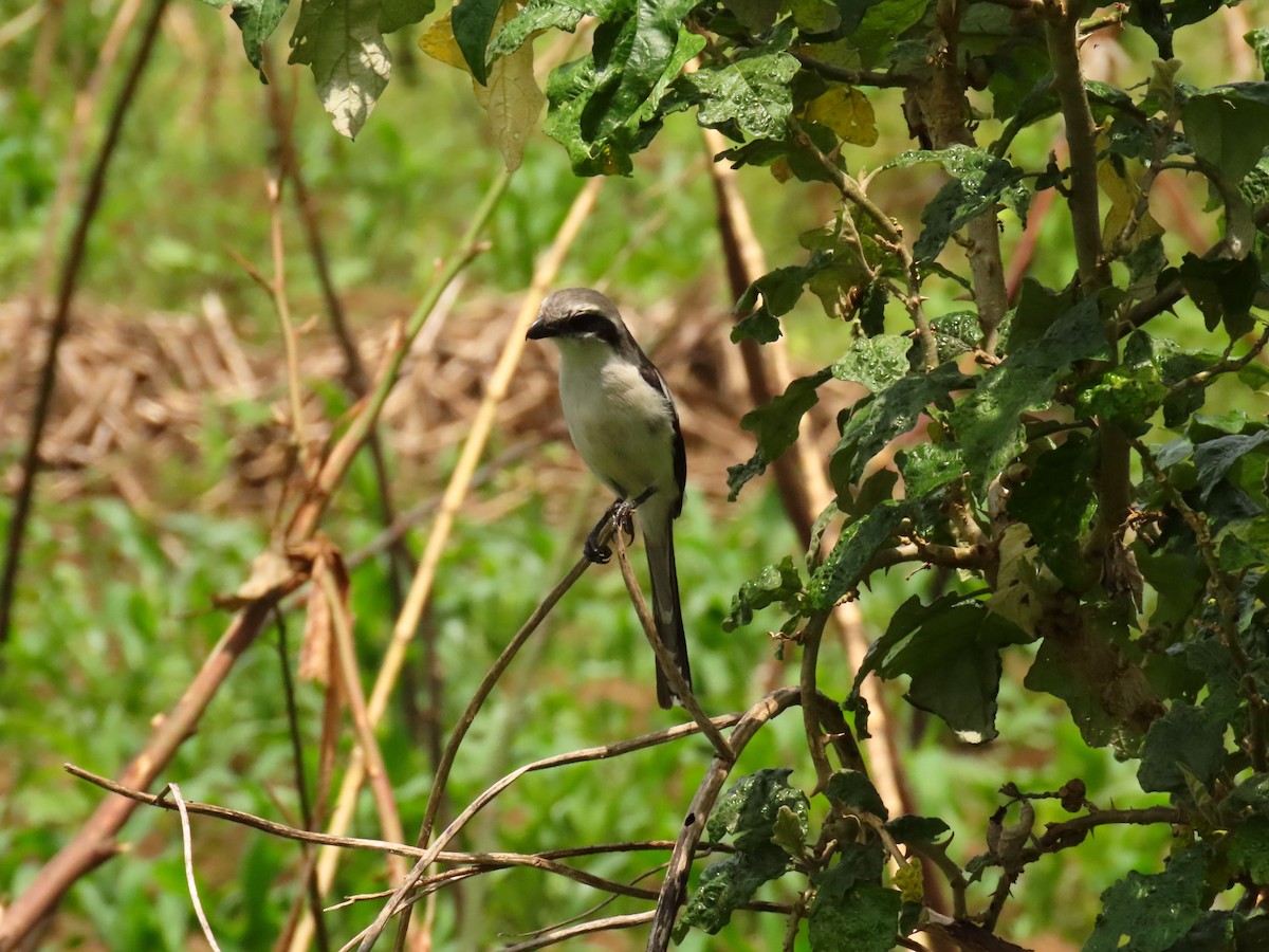 Alcaudón de Mackinnon - ML645328555