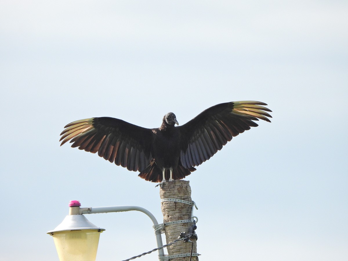 Black Vulture - ML645328557