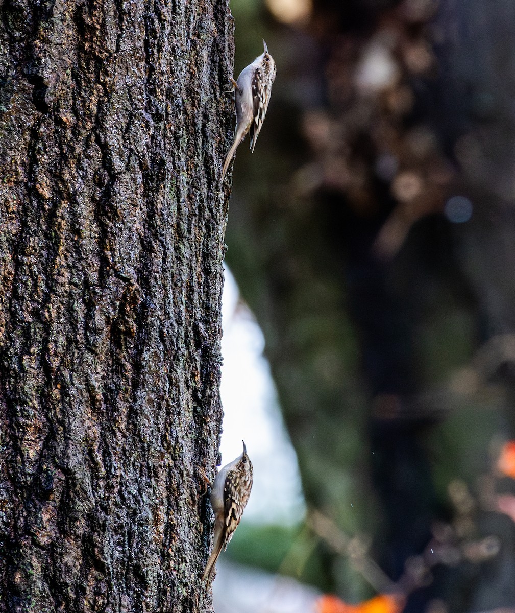 šoupálek americký - ML645328570