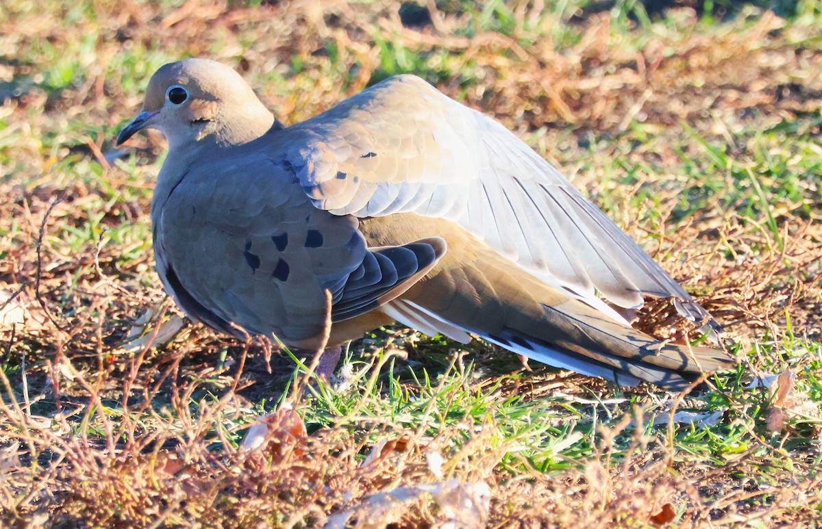 Mourning Dove - ML645328576