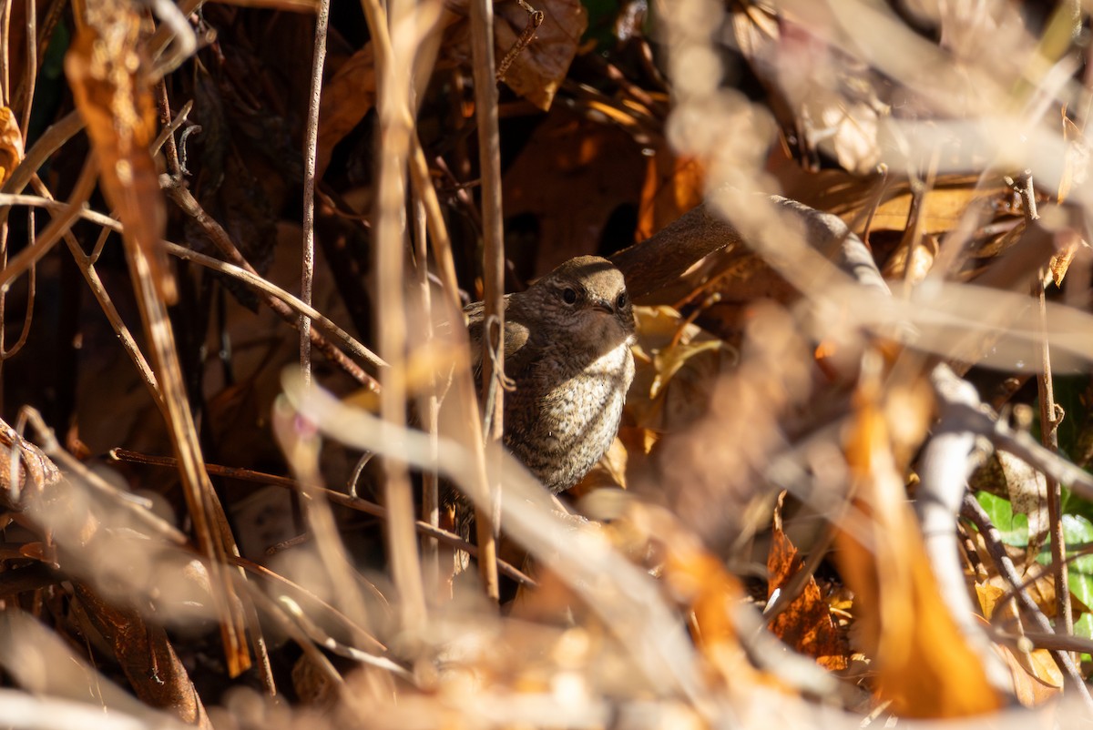 střízlík kanadský - ML645328578