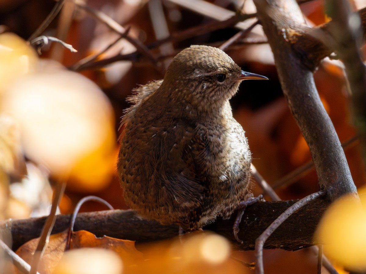 střízlík kanadský - ML645328579