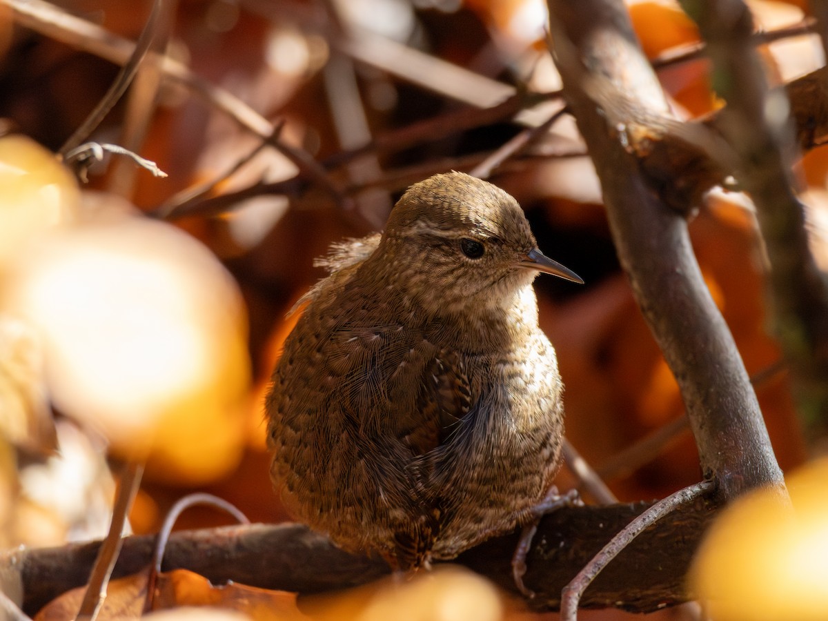 střízlík kanadský - ML645328580