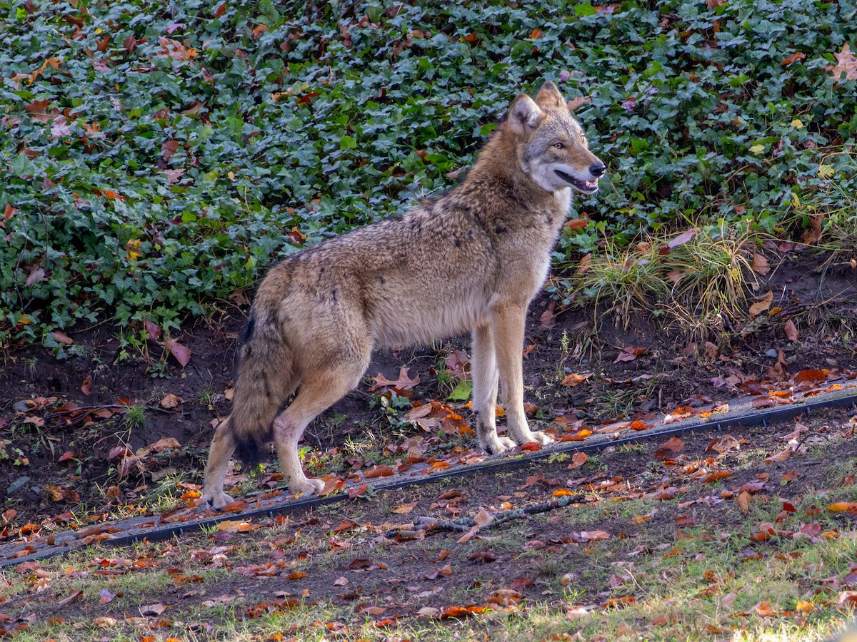 Coyote - ML645328589