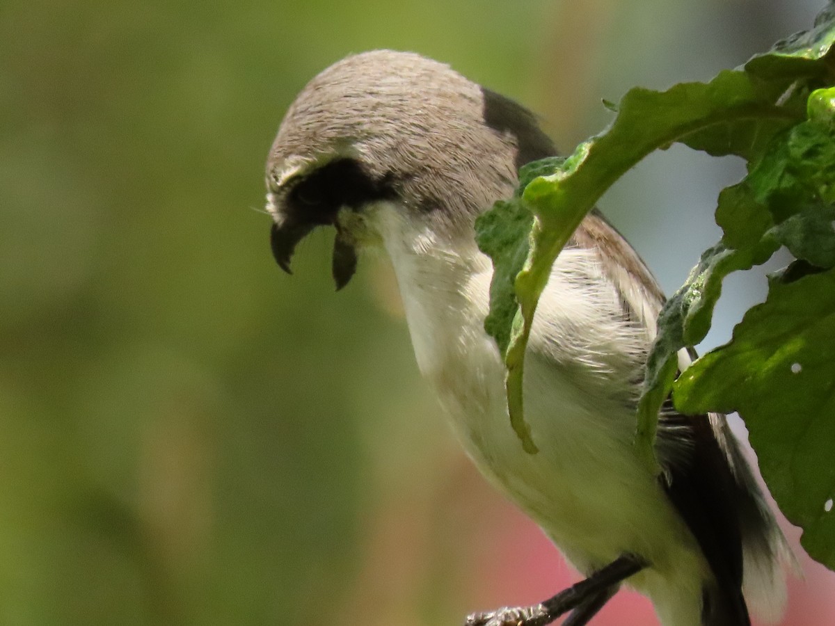 Alcaudón de Mackinnon - ML645328601