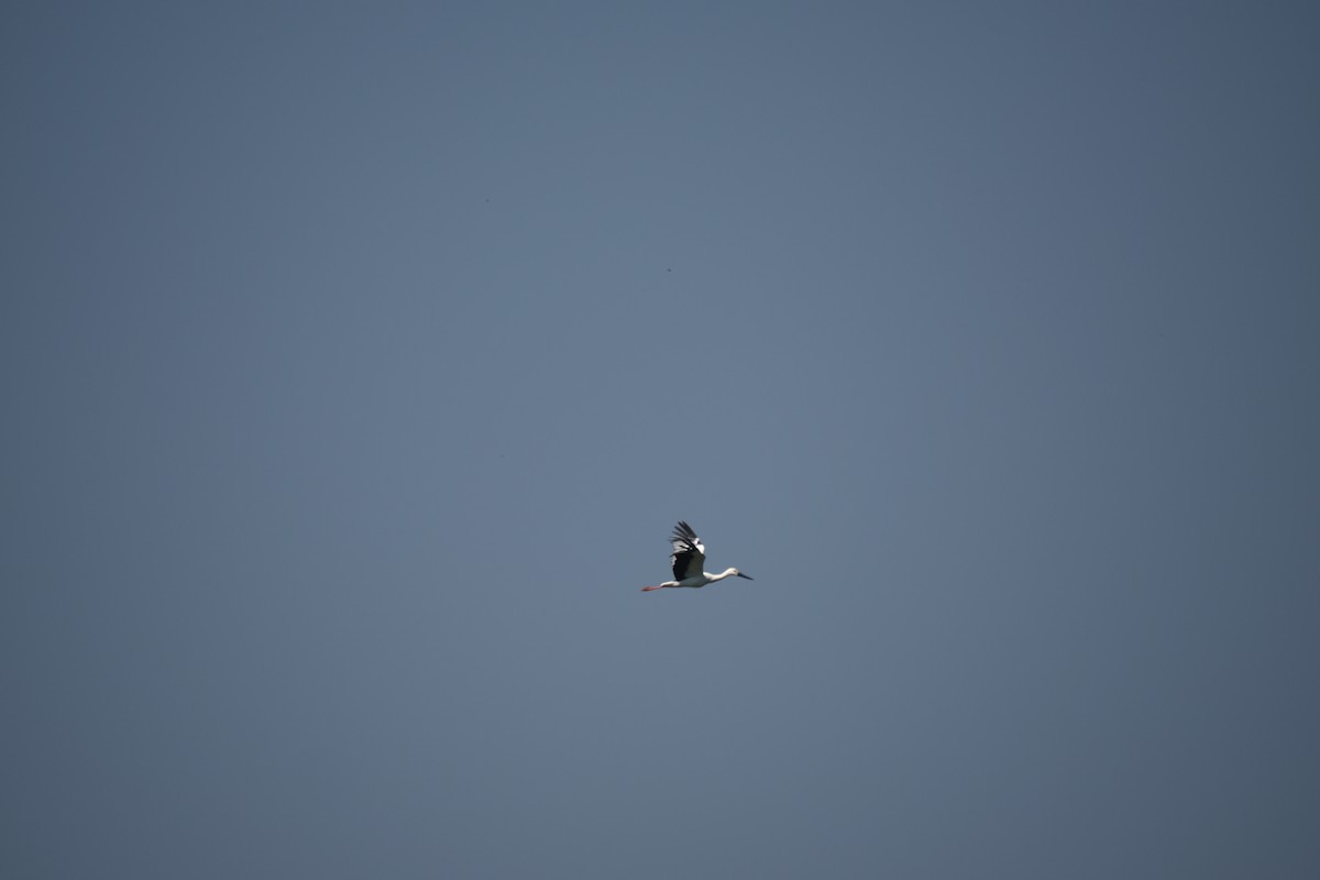 čáp východní - ML645328610