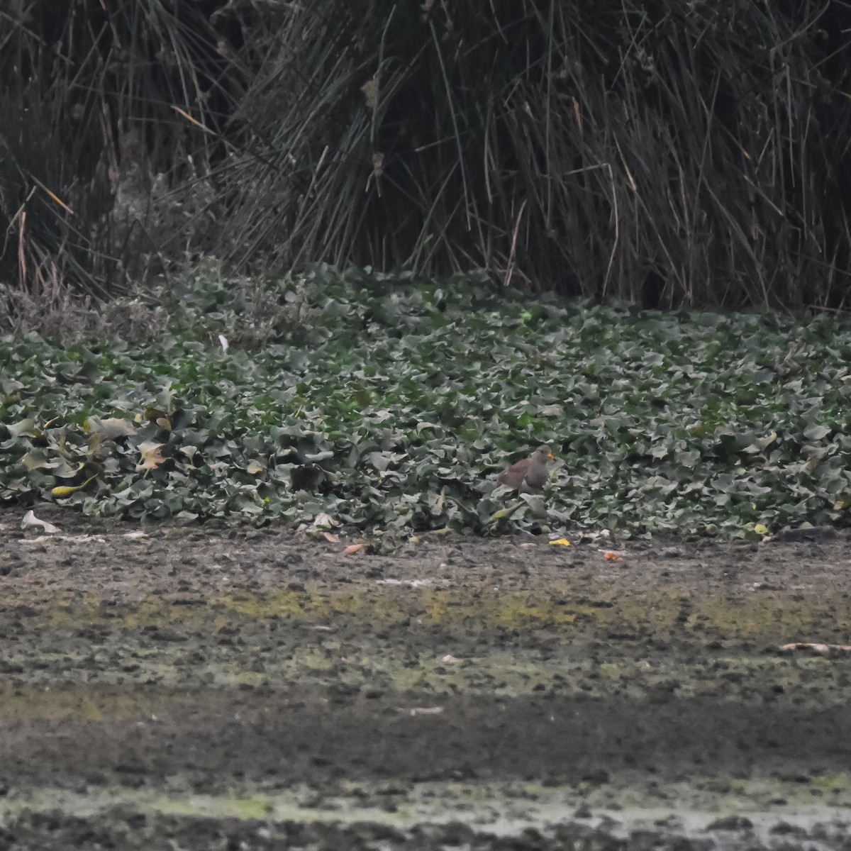 Gray-headed Lapwing - ML645328619