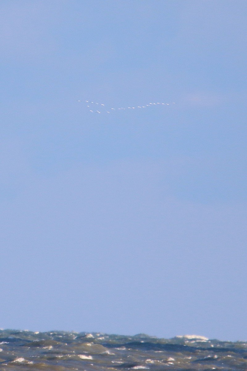 Гунгар хун - ML645328621