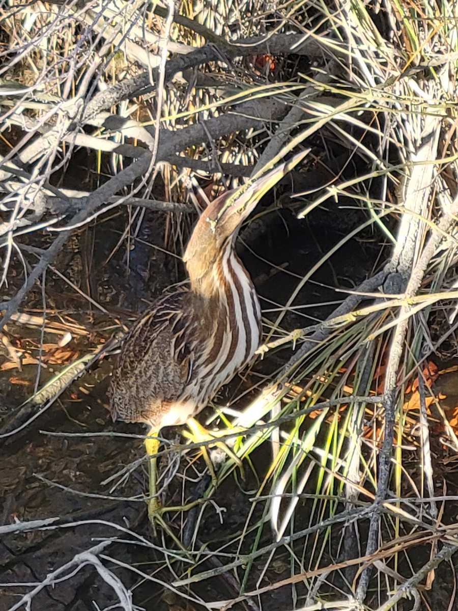 American Bittern - ML645328630