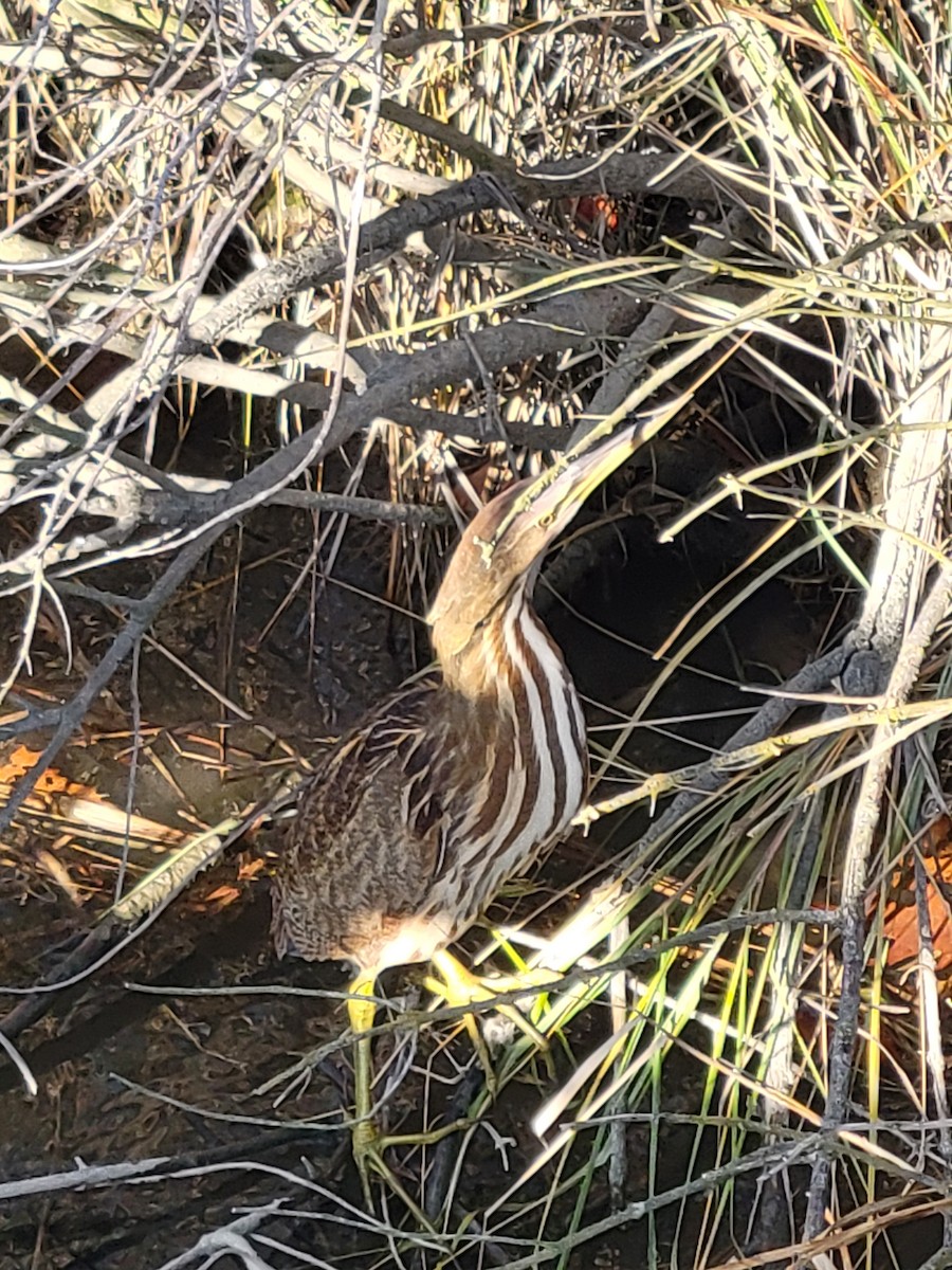 American Bittern - ML645328638