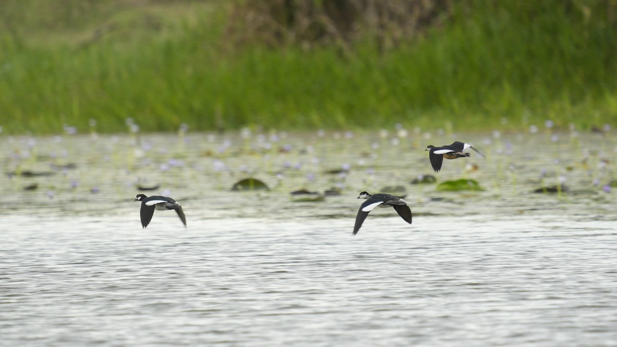 Green Pygmy-Goose - ML645328641