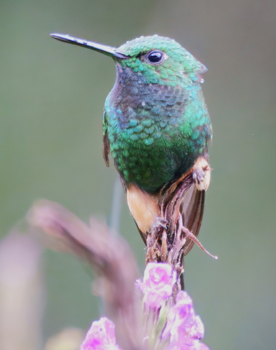 Peruvian Racket-tail - ML645328650