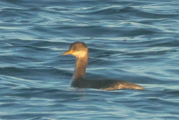 Буурал шунгуур - ML645328653