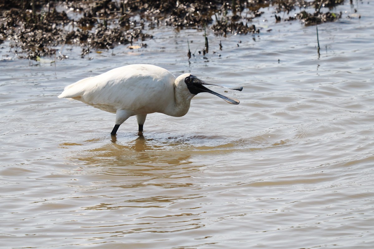 クロツラヘラサギ - ML645328665