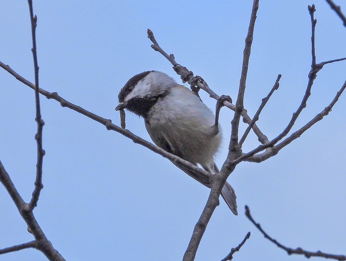 Black-capped Chickadee - ML645328666