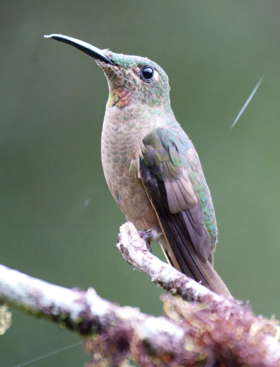 Fawn-breasted Brilliant - ML645328669