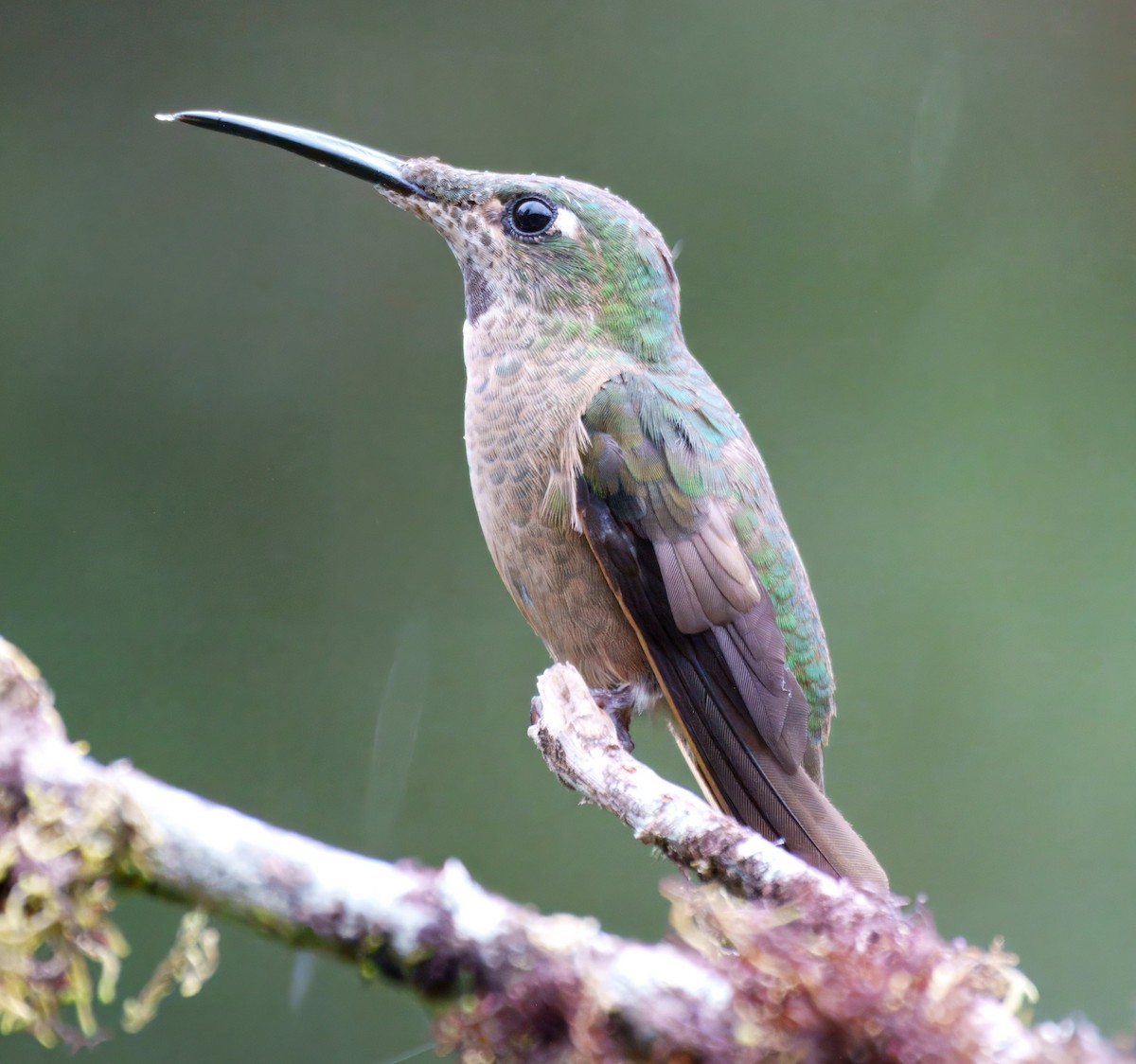 Fawn-breasted Brilliant - ML645328670