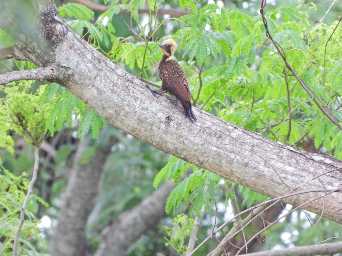 Pale-crested Woodpecker - ML645328672