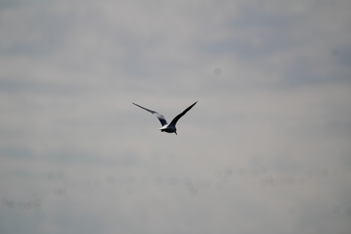 hettemåke - ML645328676