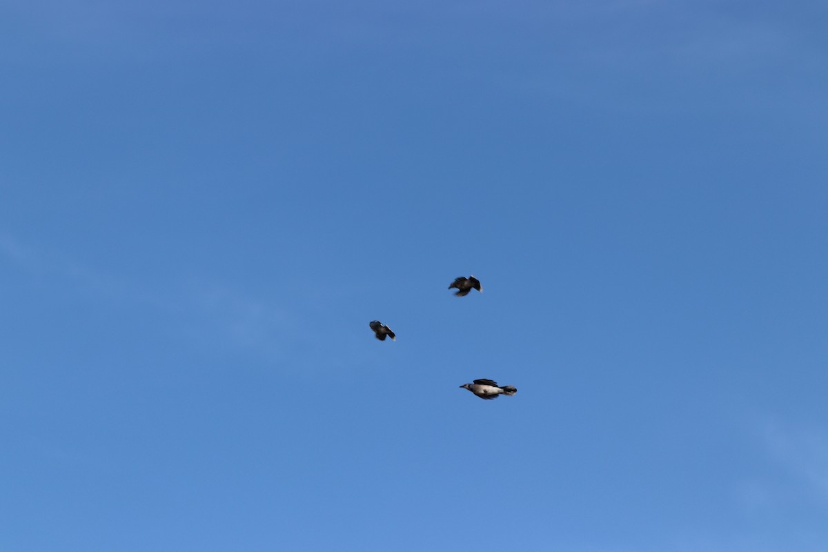 アオカケス - ML645328682