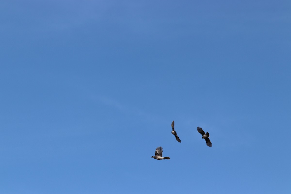 アオカケス - ML645328683