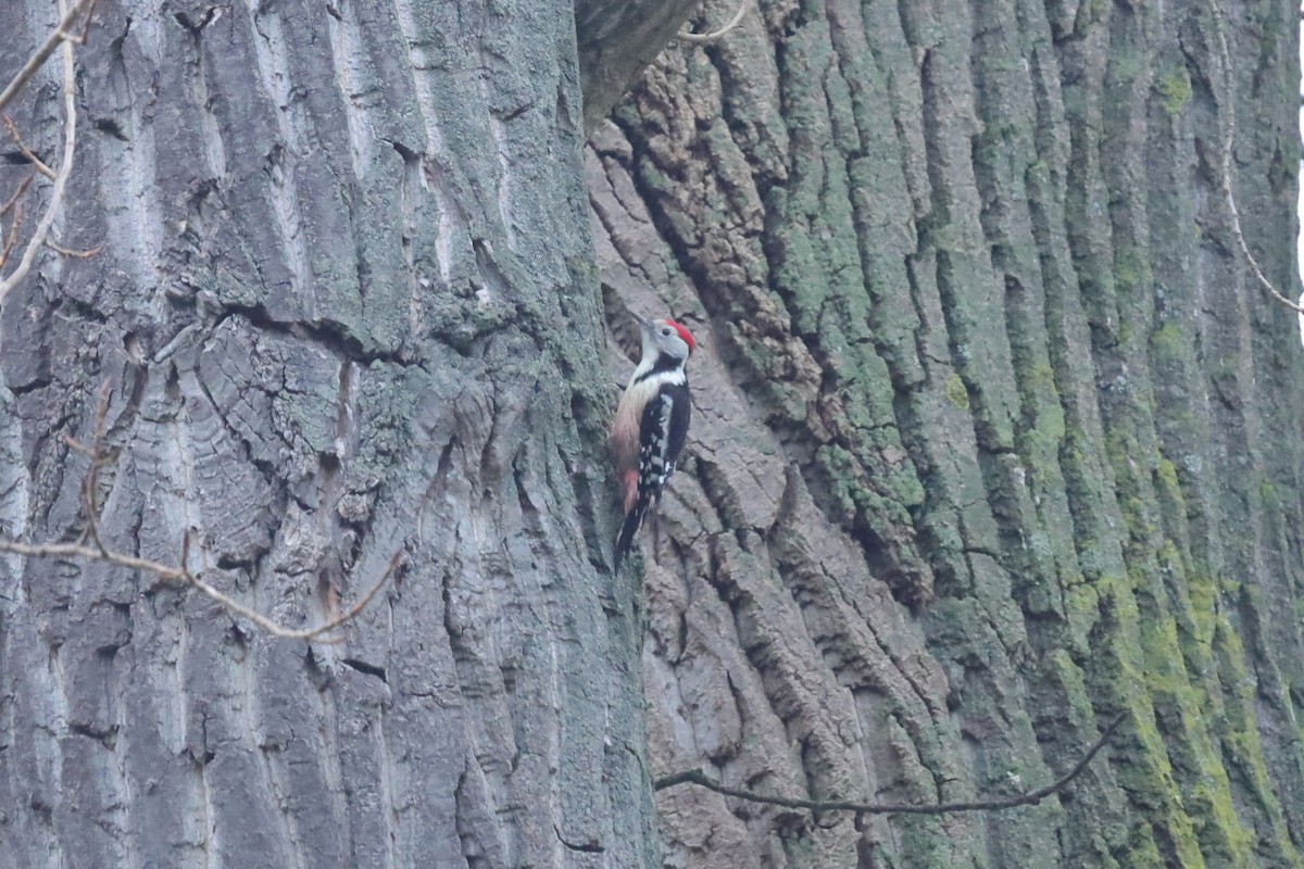 ヒメアカゲラ - ML645328685