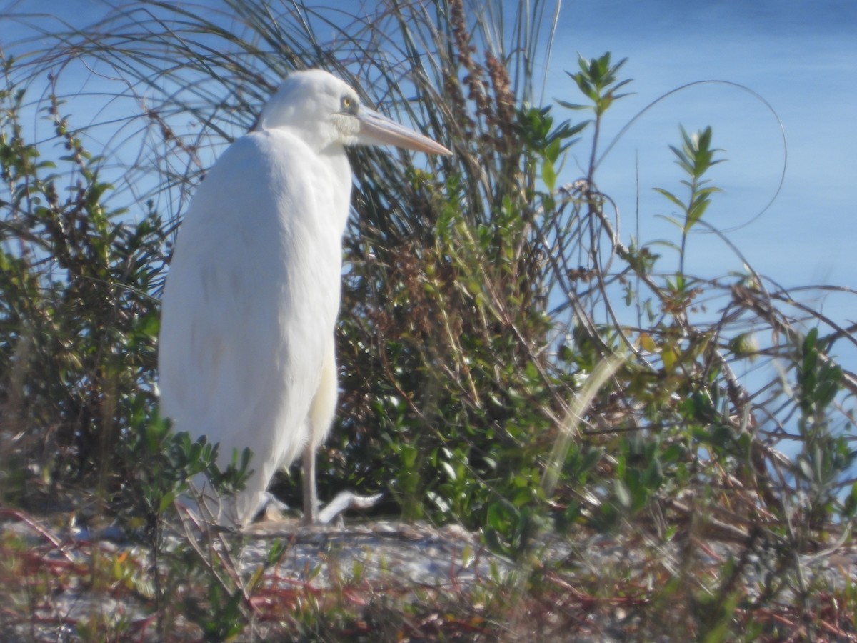 Great Blue Heron (Great White) - ML645328690
