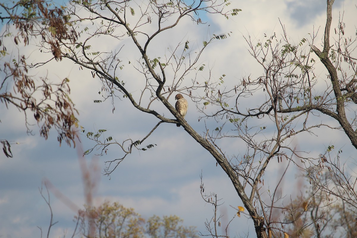 カタアカノスリ - ML645328691