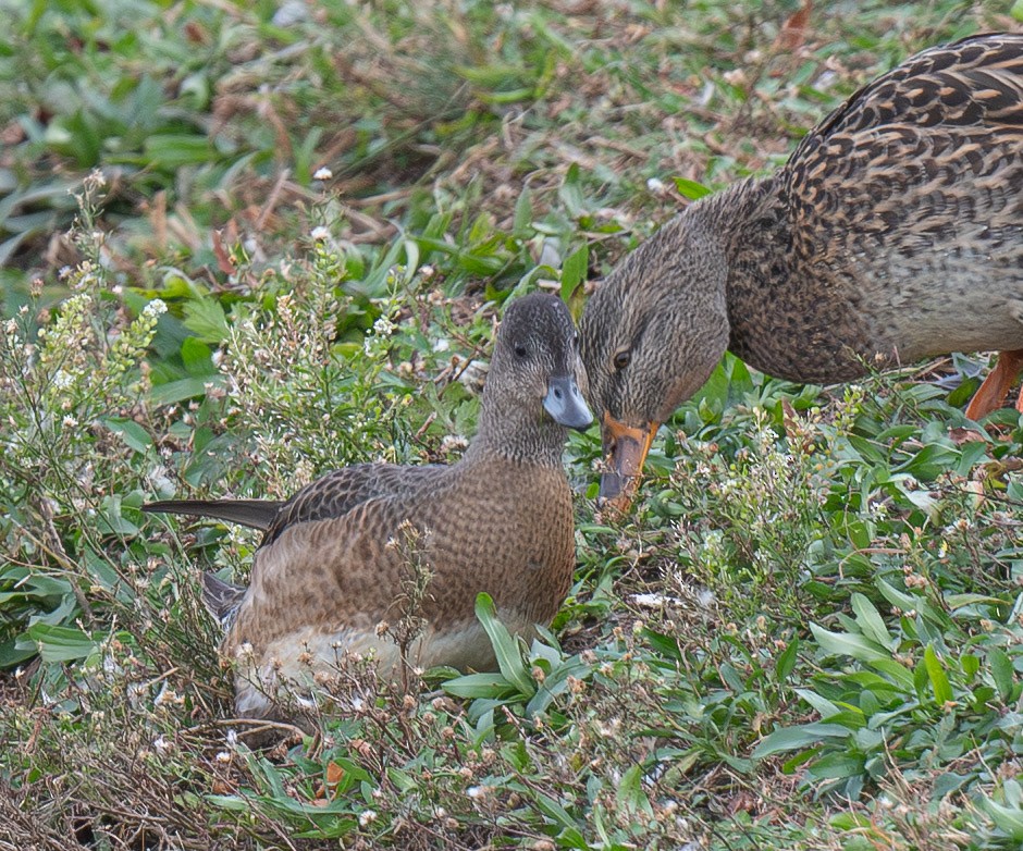 アメリカヒドリ - ML645328693