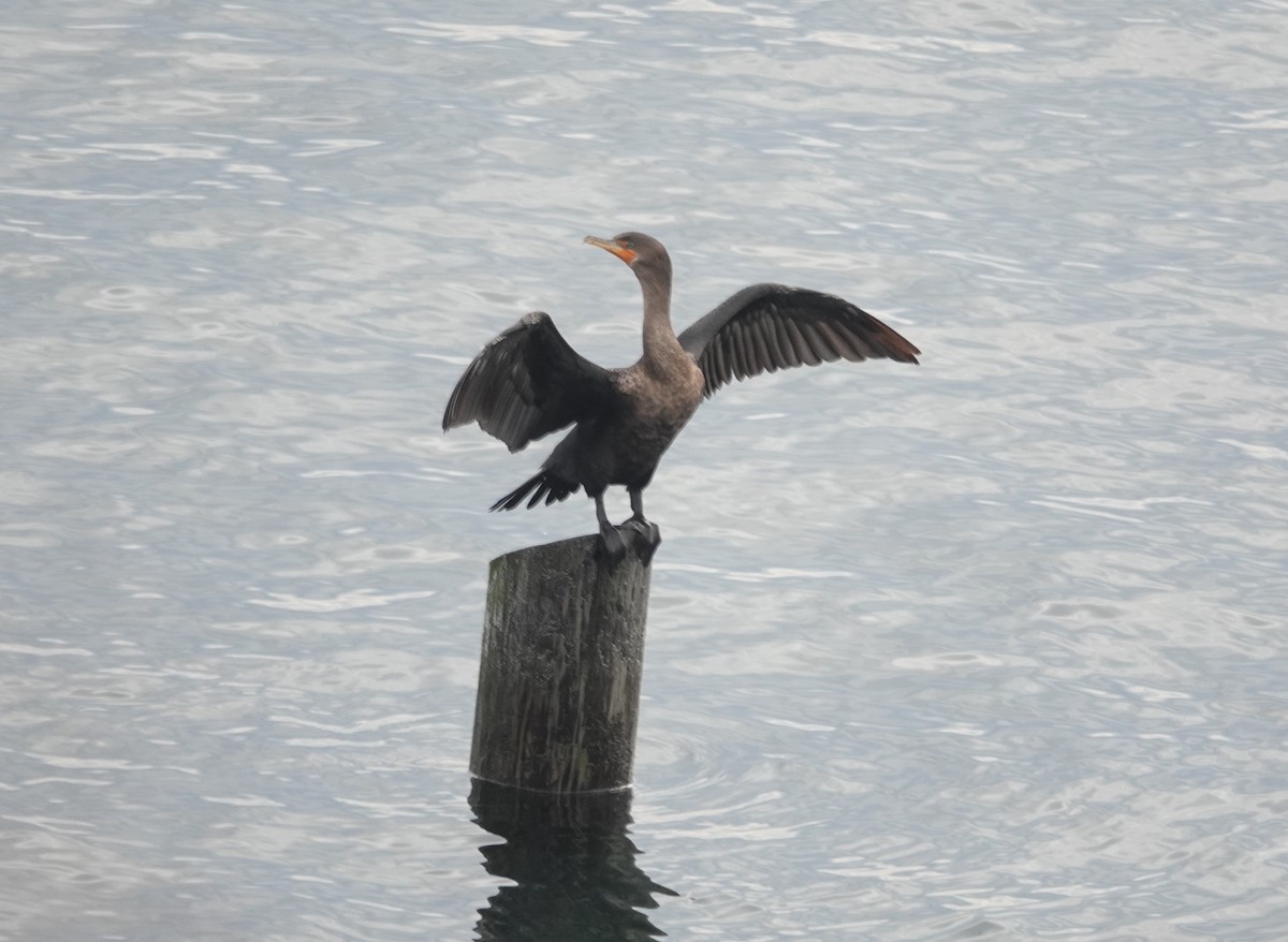 ミミヒメウ - ML645328696