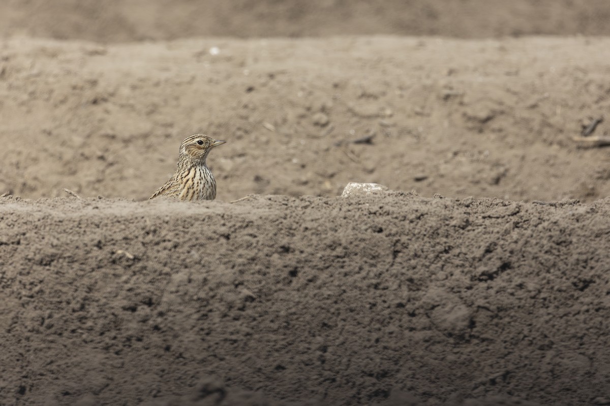 ヒバリ（arvensis グループ） - ML645328697