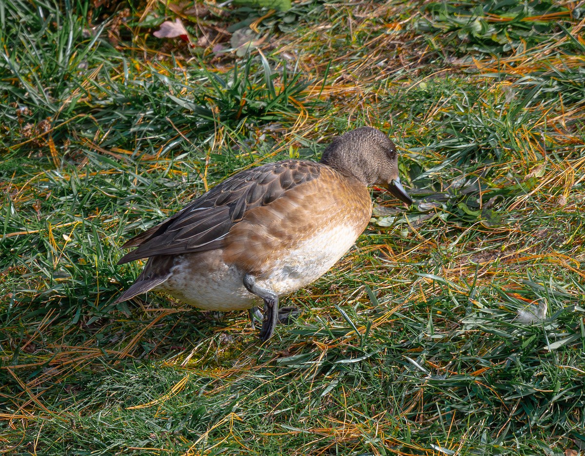 アメリカヒドリ - ML645328698