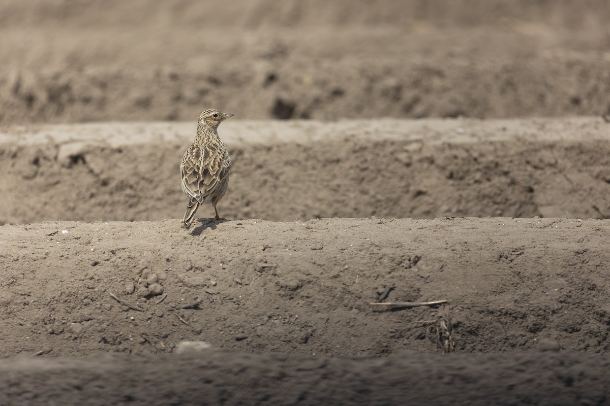 ヒバリ（arvensis グループ） - ML645328699