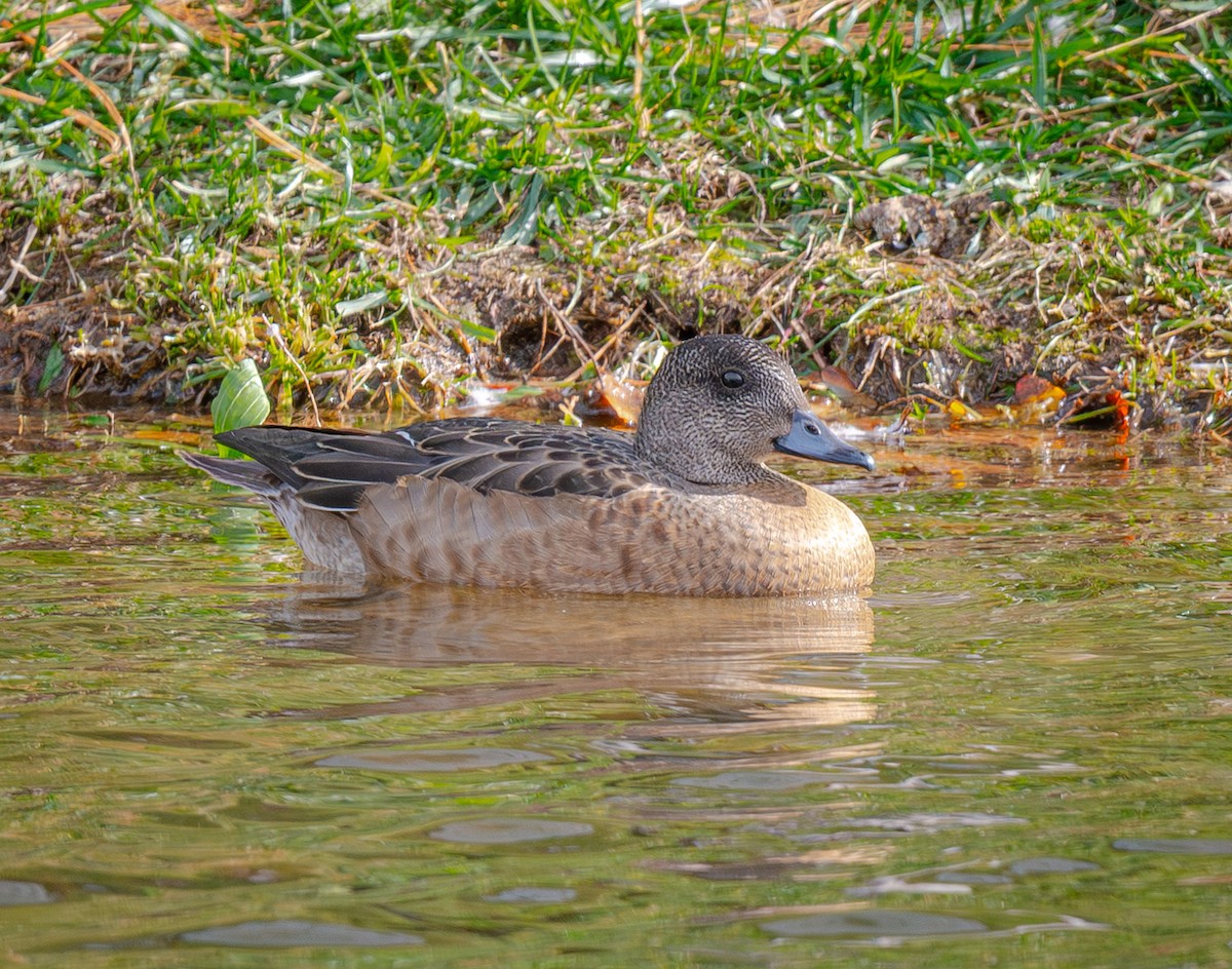 アメリカヒドリ - ML645328700