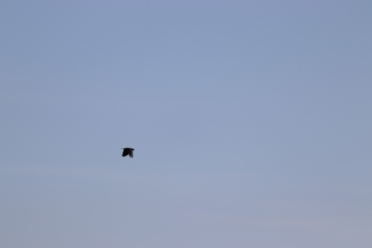 アメリカガラス - ML645328704