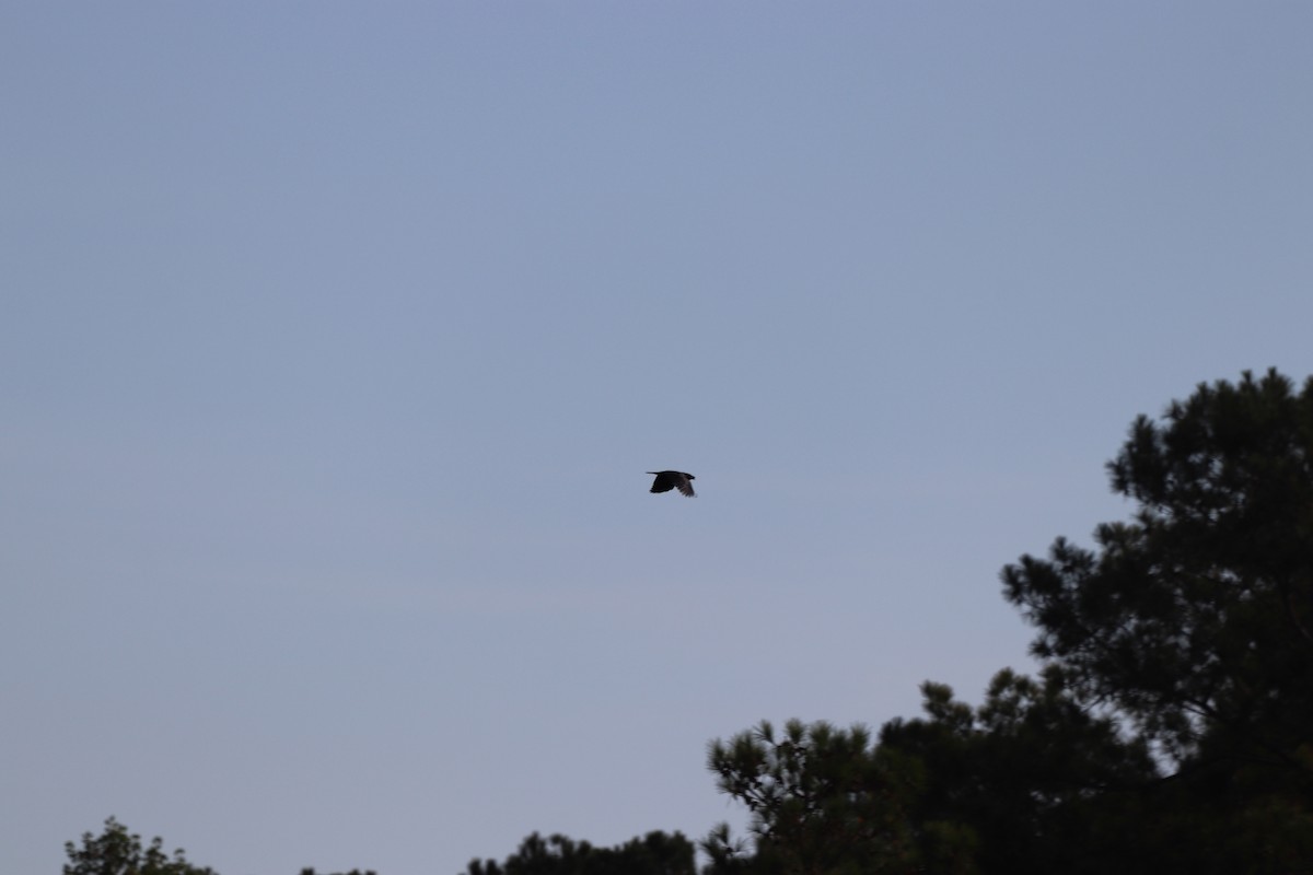 アメリカガラス - ML645328705