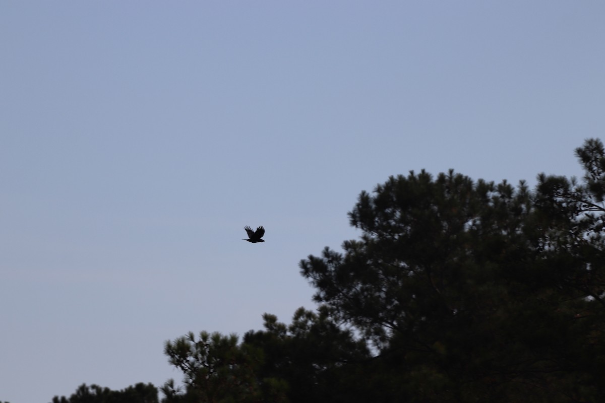 アメリカガラス - ML645328706