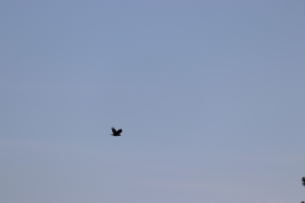 アメリカガラス - ML645328707