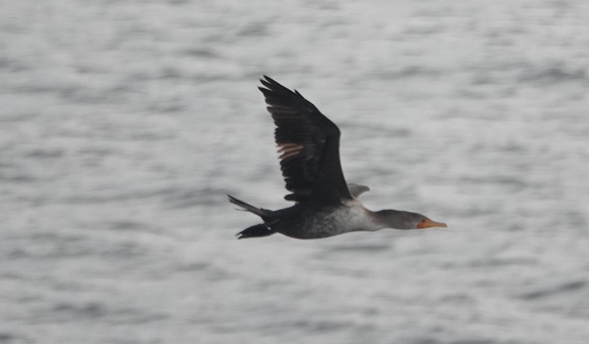 ミミヒメウ - ML645328708