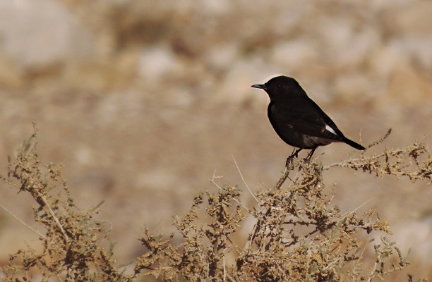 コシジロサバクヒタキ（warriae） - ML645328709