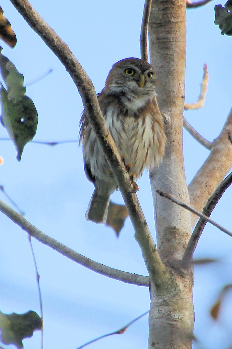 アカスズメフクロウ - ML645328711