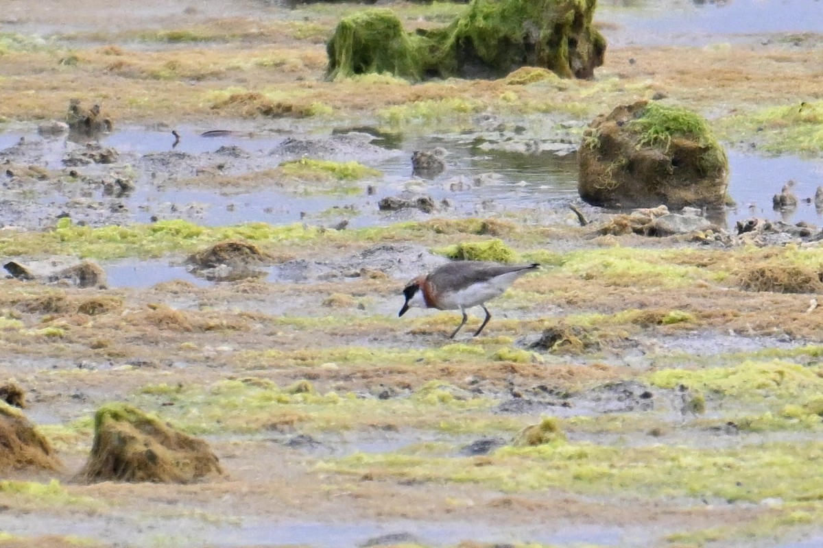 メダイチドリ - ML645328712